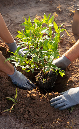 Imagen de unos jardineros plantando un brote